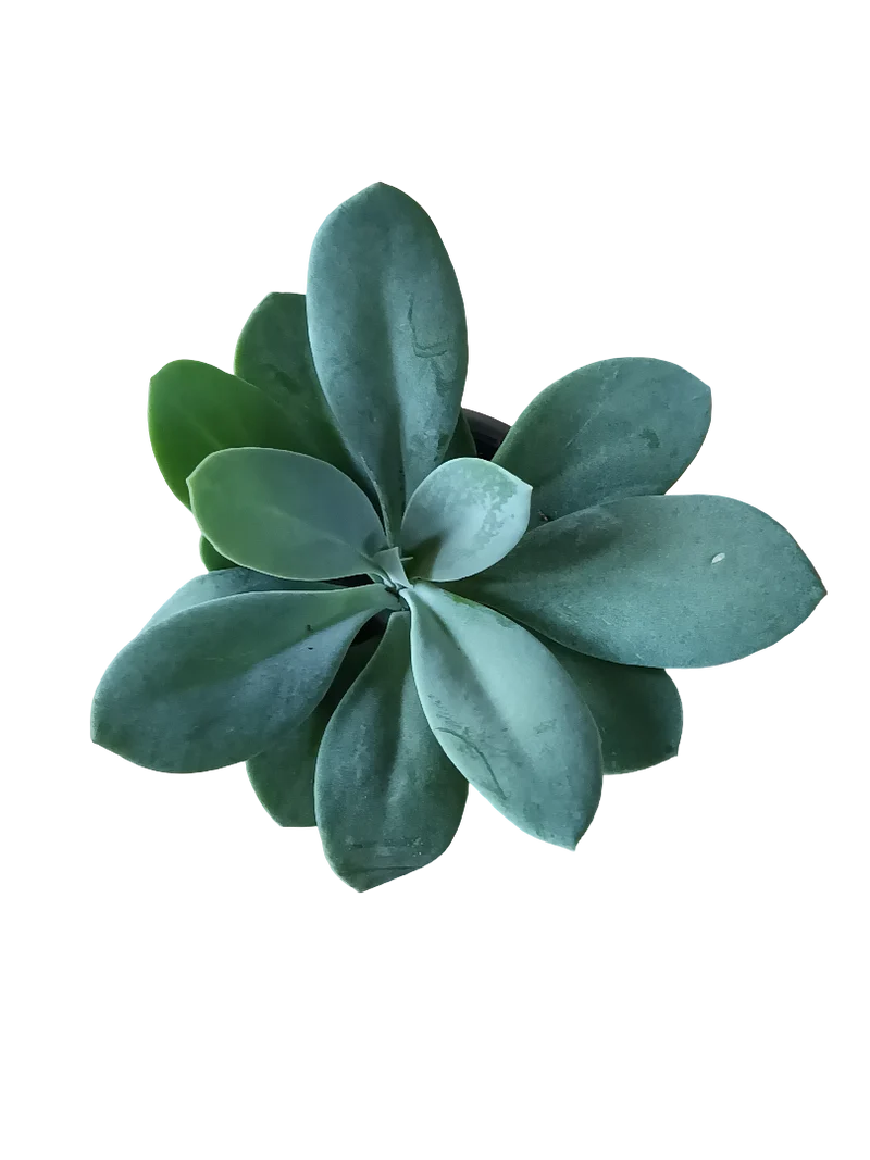 Senecio Cephalophorus Mountain Fire Plante Succulente Ø5