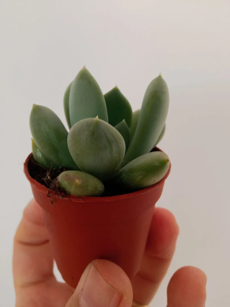 Pachyveria Corvus Plante Succulente Ø5 Cm