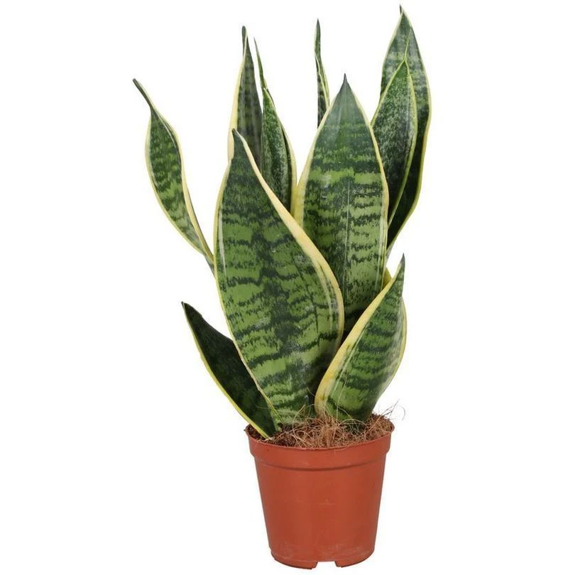 Sansevieria Futura Langue de Belle-mère d'Intérieur