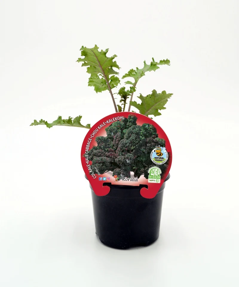 Plant de Chou Kale Violet Naturel en Pot de 10,5 cm. - Fitoralia