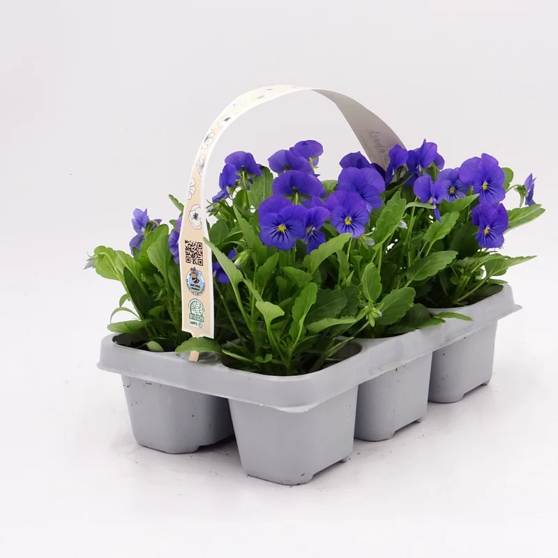 Paquet Plants Violette Bleue 6 U. Naturel - Fitoralia