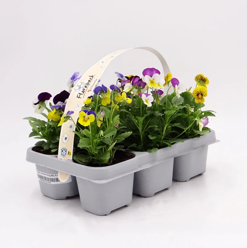 Lot de 6 Plants de Violette Multicolore Naturels - Fitoralia
