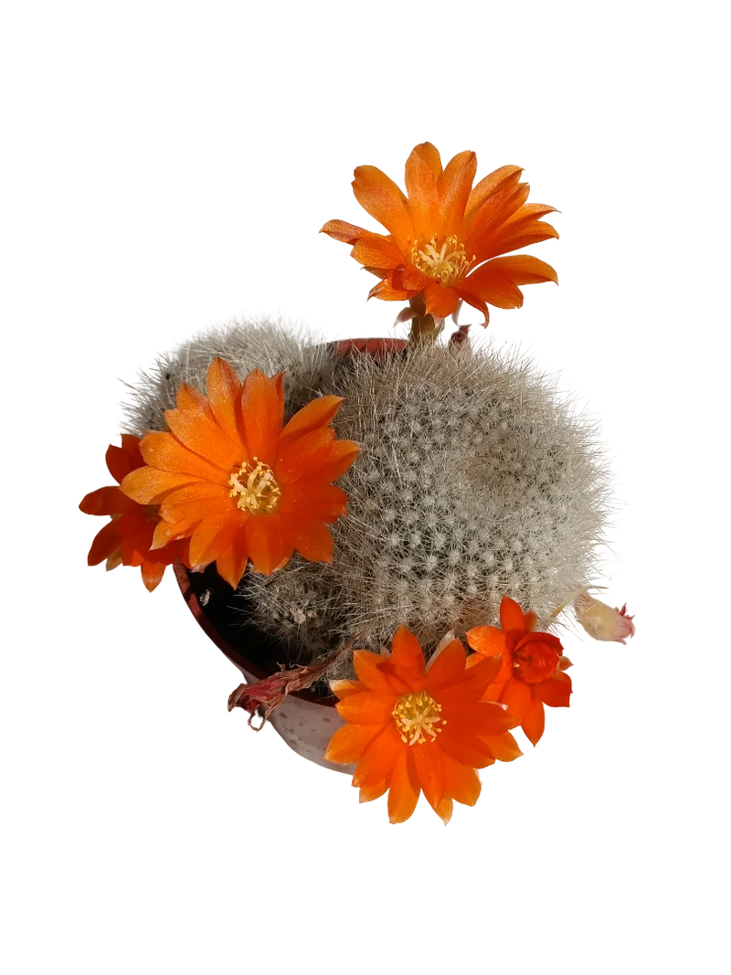 Cactus Rebutia Muscula Fleur orange Plante succulente 5 cm