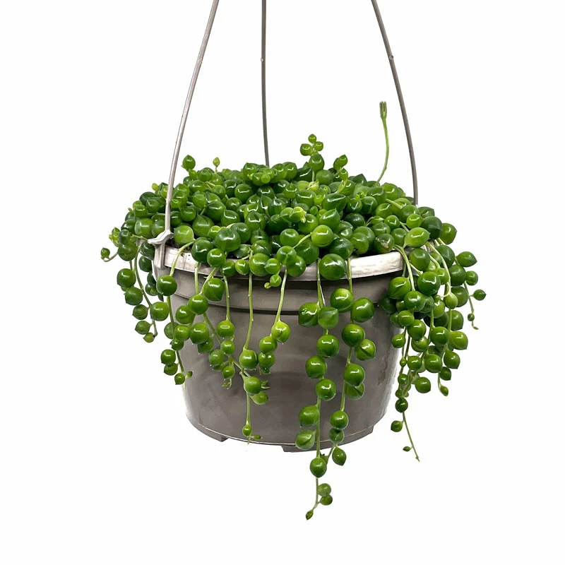 Senecio Rowleyanus Pot suspendu Cactus et Succulentes M155 cm Ø avec suspension