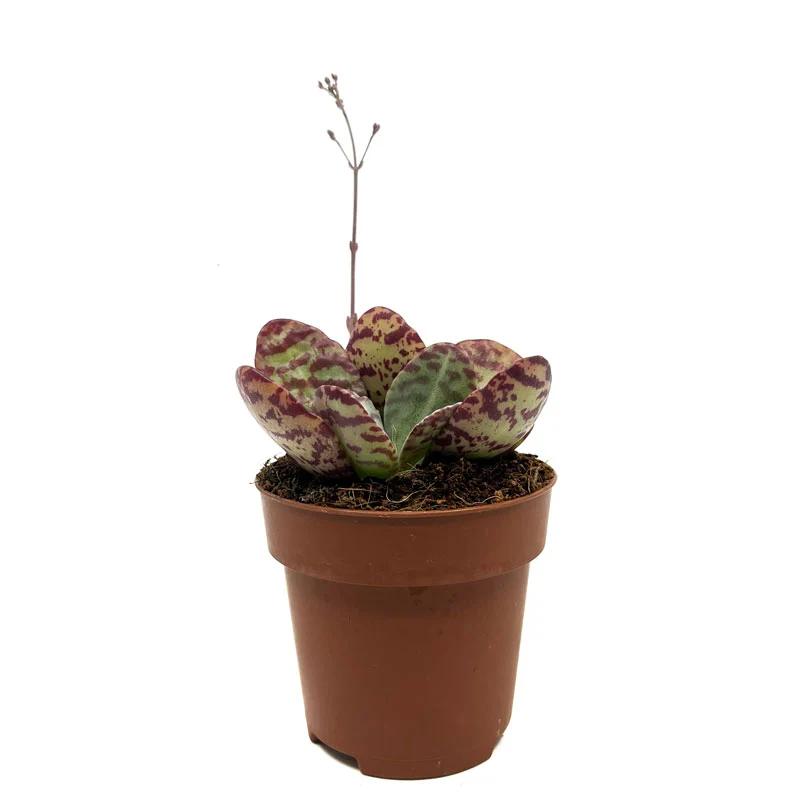 Kalanchoe Humilis Cactus et plantes grasses M8,5 cm Ø