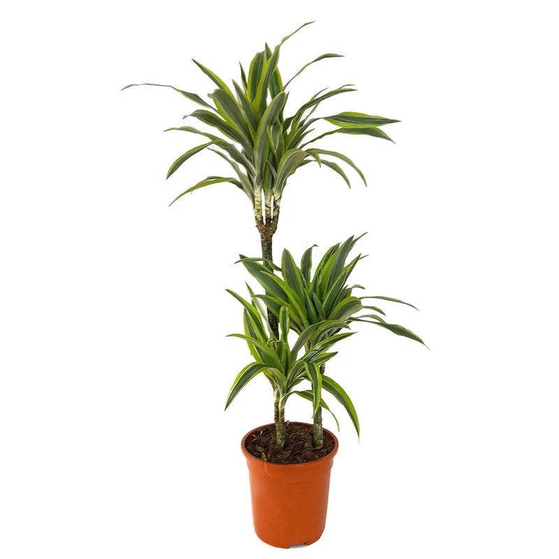 Dracaena Lemon Lime 3 Troncs 60-30-15 M21 60cm