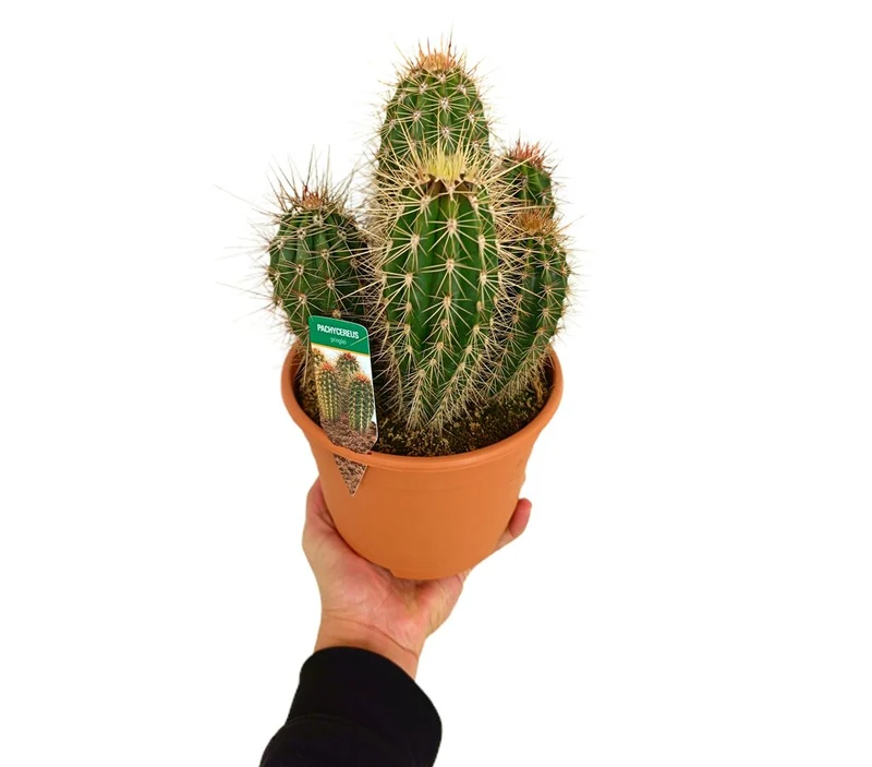 Pachycereus Pringlei M17 25-35cm