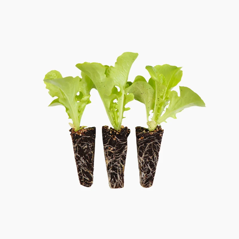 Plant de Laitue Feuille de Chêne Verte 10 Unités - PlantaBo