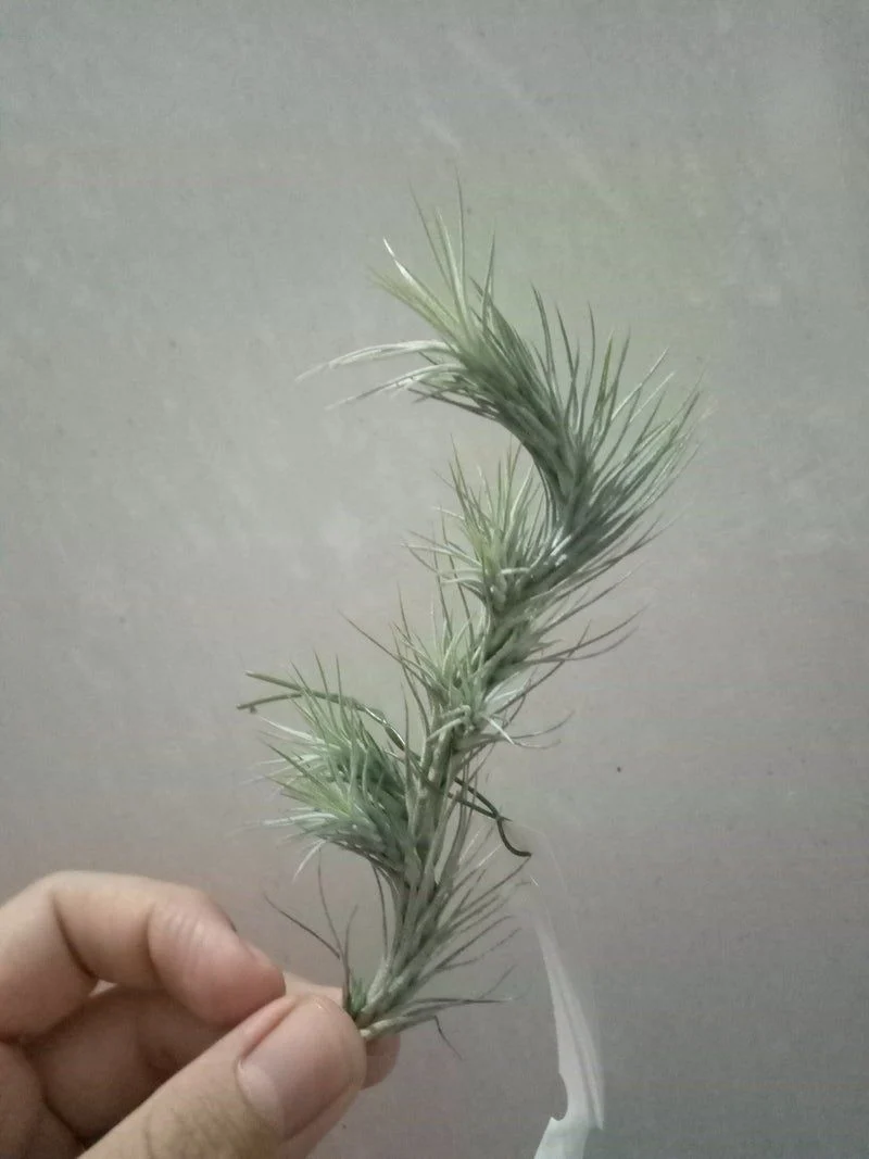 Tillandsia Funckiana Clou de l'air retombant
