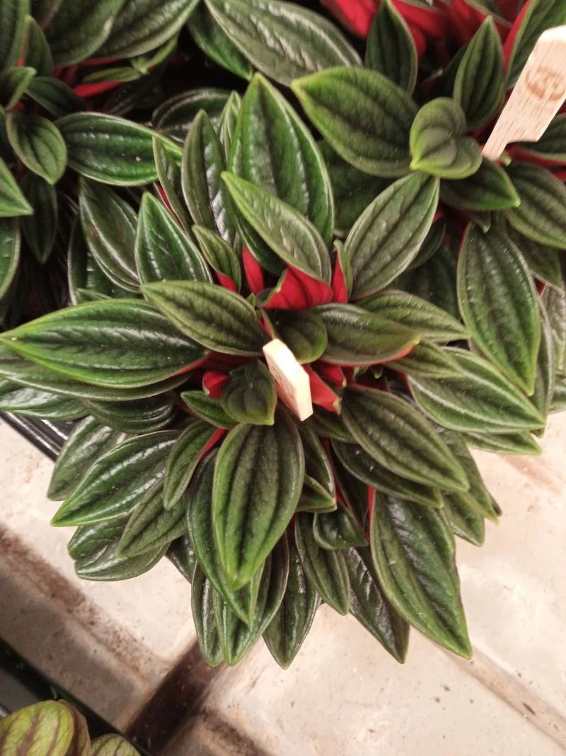 Peperomia Cappe Rosso Plante d'intérieur