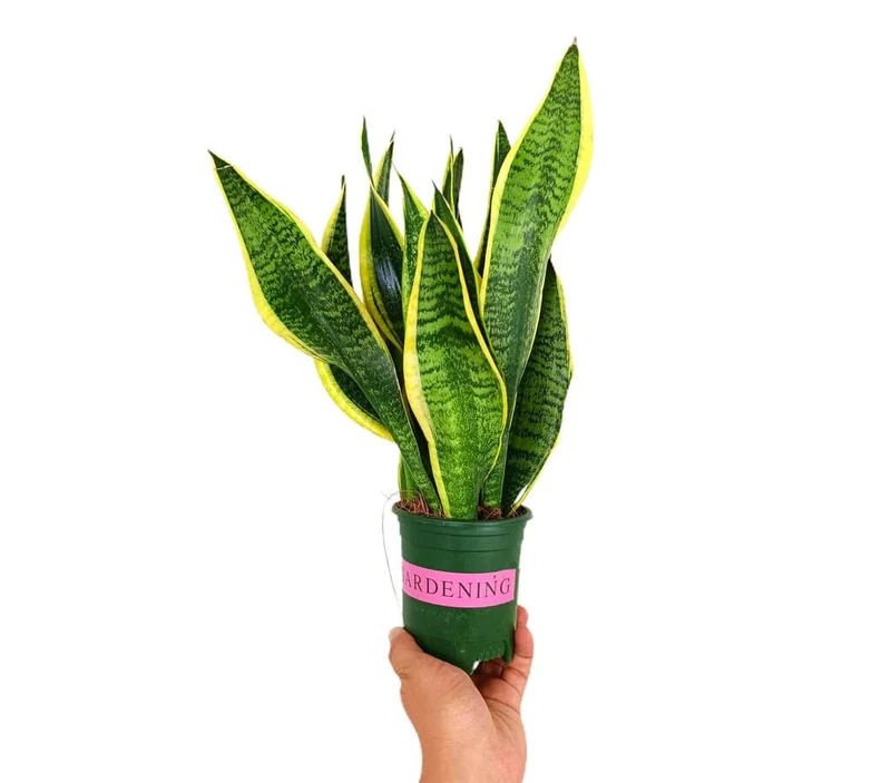 Sansevieria Futura Superba M12 30cm (Langue de Belle-mère)