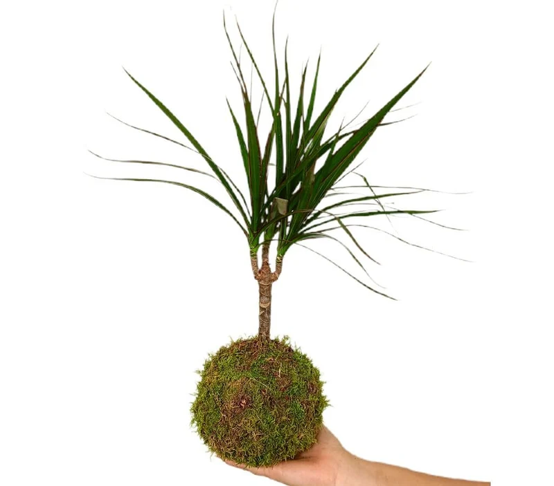 Kokedama Dracaena marginata 35cm