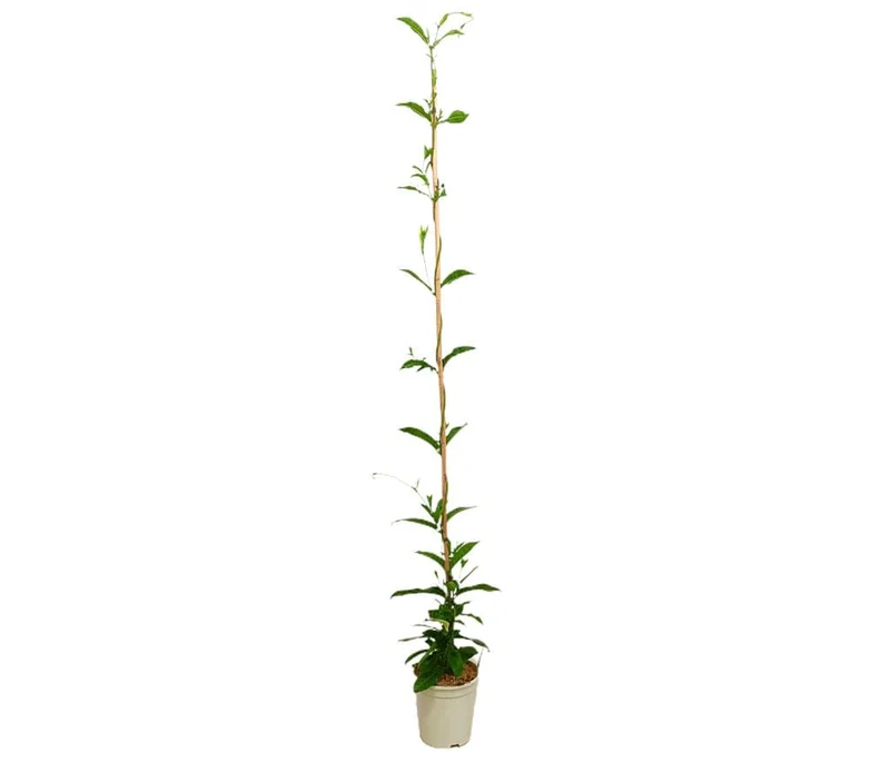 Dipladenia Cosmos Blanche M20 160-180cm