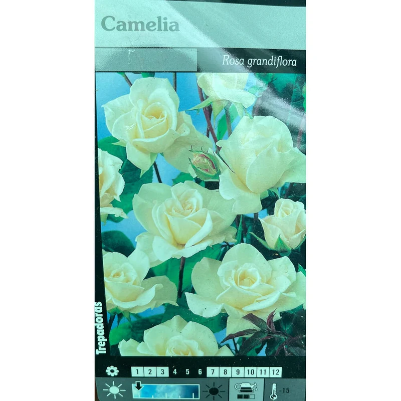 Rosier grimpant Camelia M20 180cm (blanc)