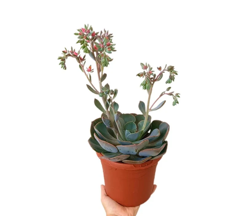 Echeveria Dusty Rose M17