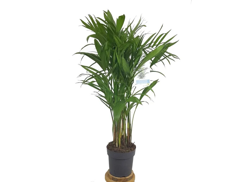 Chamaedorea Seifrizii M21 100cm (palmier bambou)