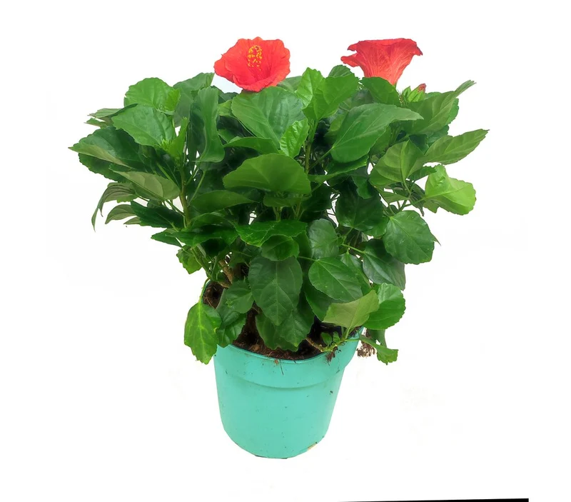 Hibiscus Pacific Beauties M23