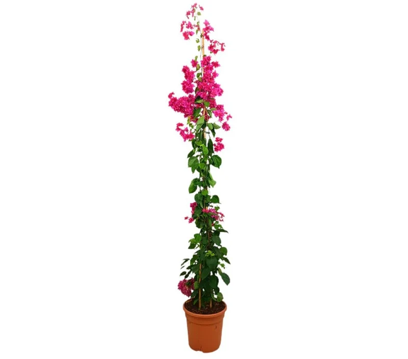 Bougainvillier Colonne M27 180-200cm (unité Couleur Jaune)