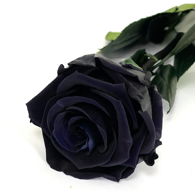 Mundo Eterno Rose Éternelle Noire 35cm