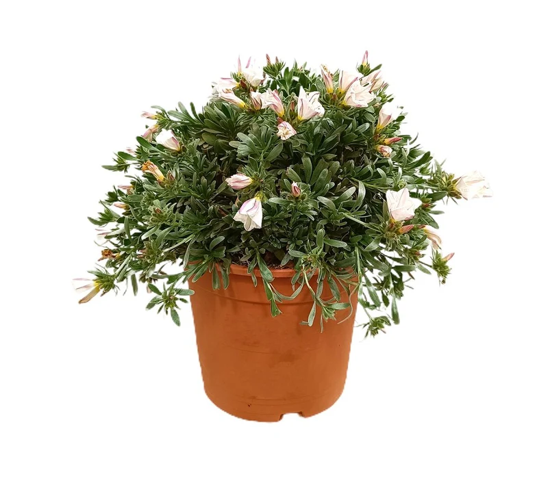 Convolvulus Cneorum M22 30cm