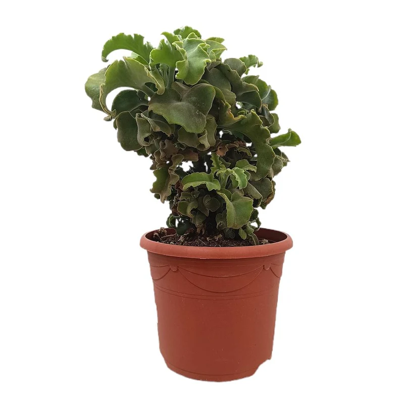 Kalanchoe Maltese Cross M25