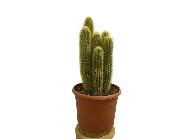 Pilosocereus Chrysosthele M25