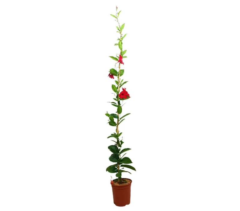 Dipladenia Cosmos Rouge M20 170-180cm (mandevilla)