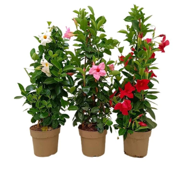 Dipladenia Pyramide M23 70-80cm