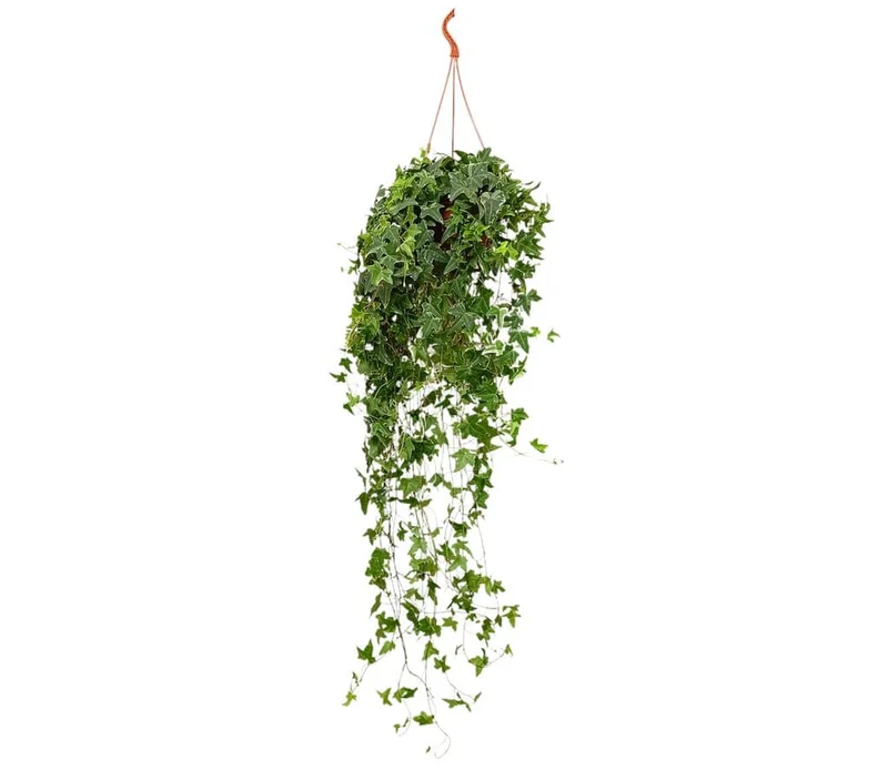 Hedera helix M19
