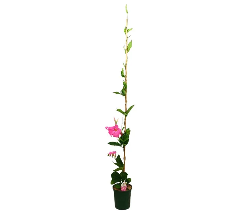 Dipladenia Cosmos Rose M20 170-180cm (mandevilla)