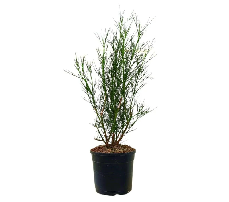 Alyogyne Hakeifolia M19 60-70cm