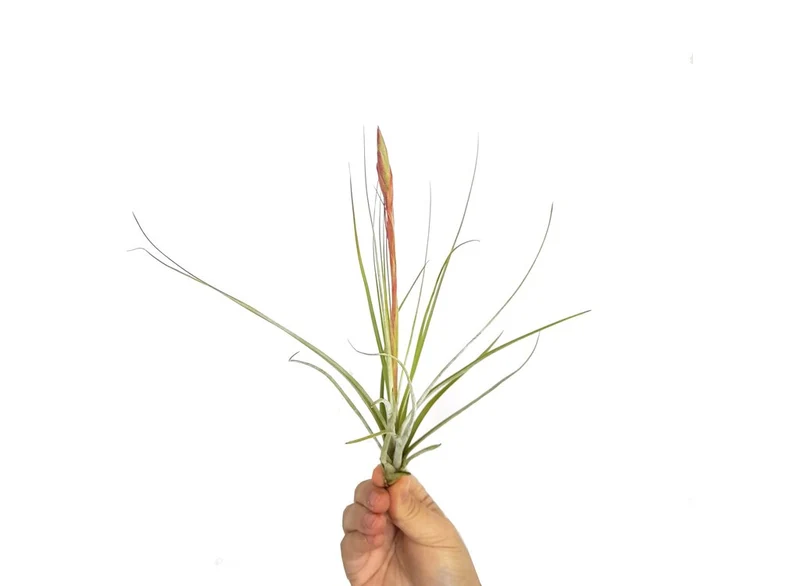 Tillandsia costaricensis