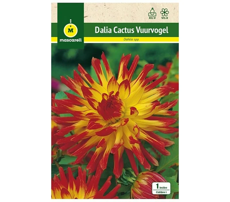 Dahlia Cactus Wuurvogel bulbe