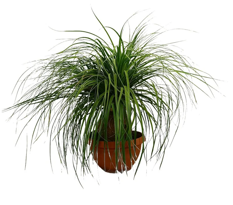 Beaucarnea Recurvata M40 80-100cm (nolina Bola) Pied d'éléphant
