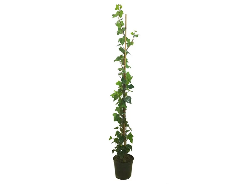Hedera Helix M21 165cm