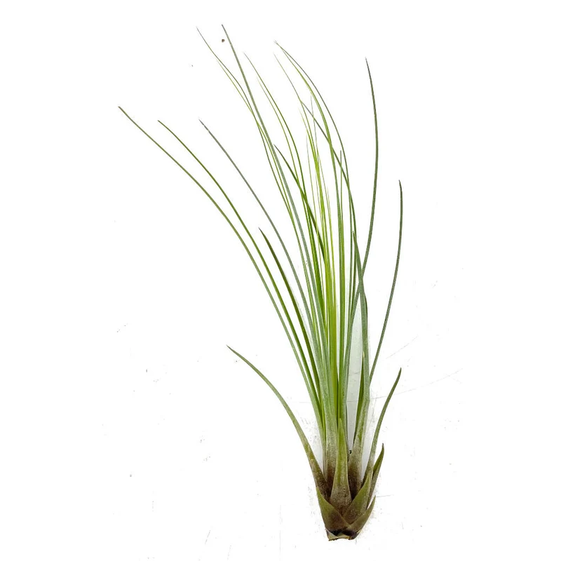 Tillandsia Juncifolia 20cm Haut X 10cm Large