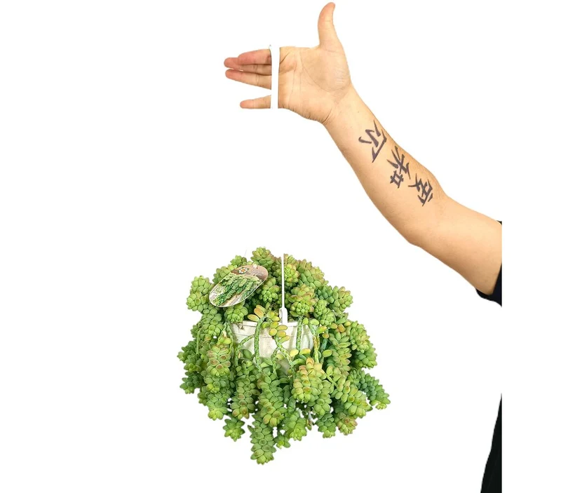 Sedum Burrito T17