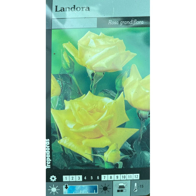 Rosier Grimpant Landora M20 180cm (jaune)