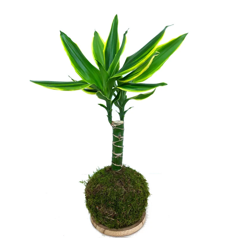 Kokedama Gold Coast 50cm