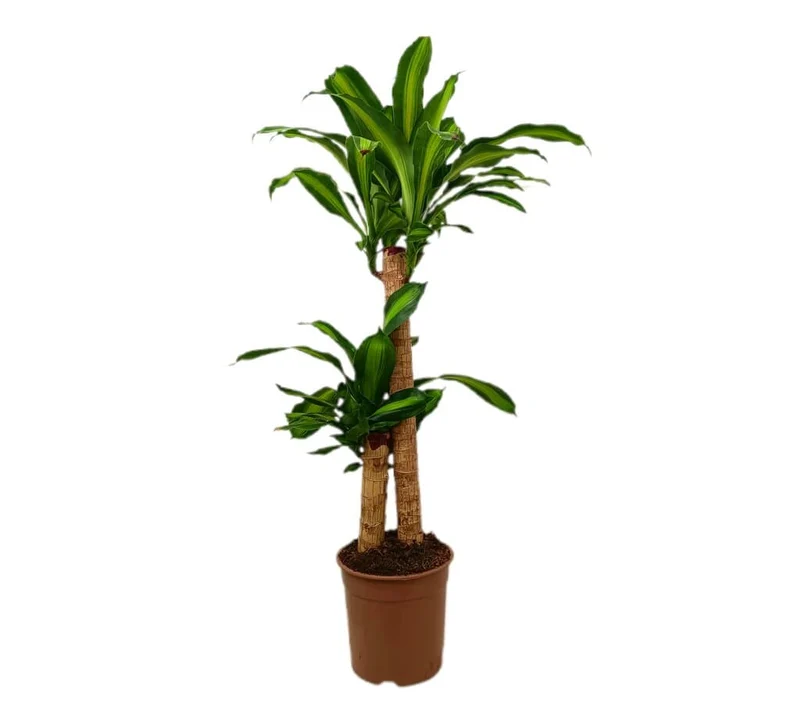 Dracaena Massangeana 60-30 M20 80-90cm