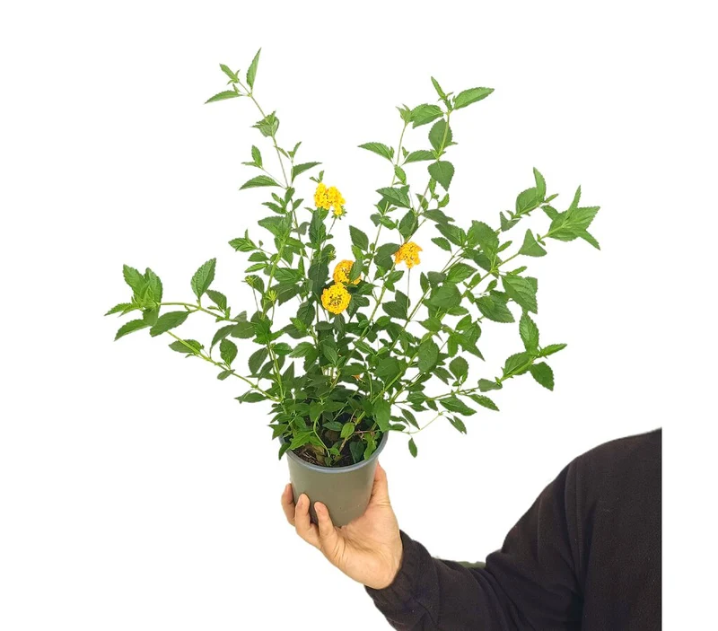 Lantana rampante M13