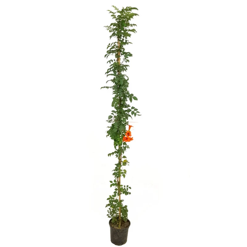 Tecoma Capensis M20 180cm