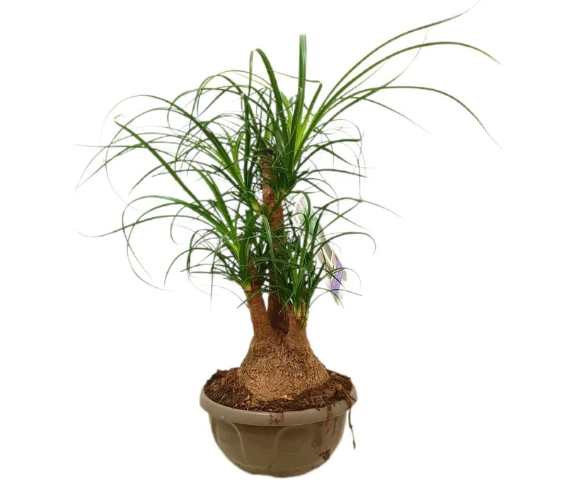 Beaucarnea Ramifiée M22 40-50cm