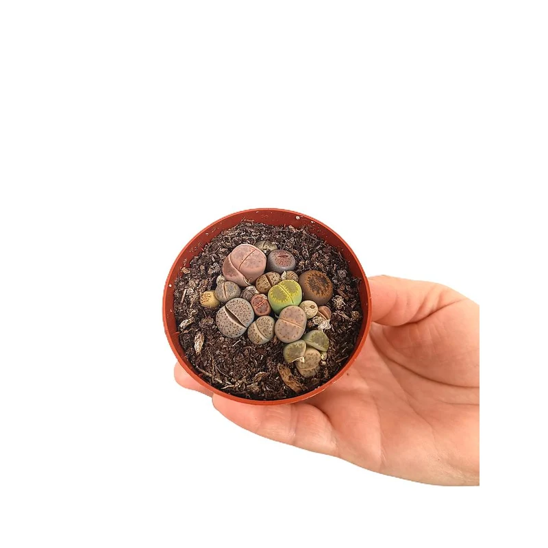 Lithops M6 (unité)