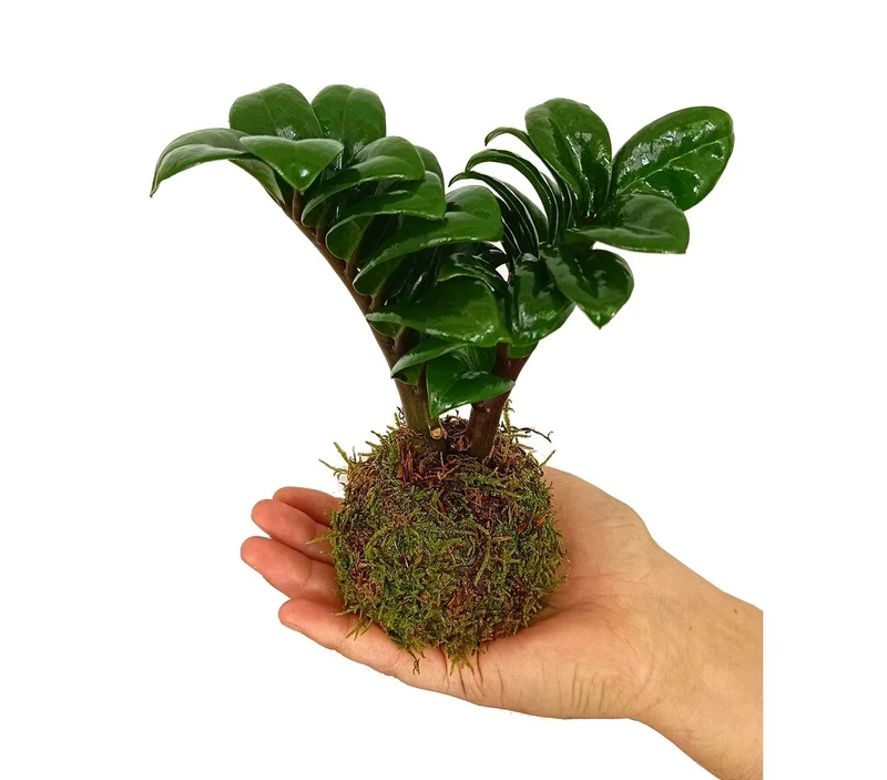 Kokedama Micro Zamioculcas