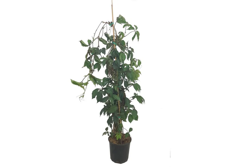 Vigne vierge de Boston M20 (vigne vierge)