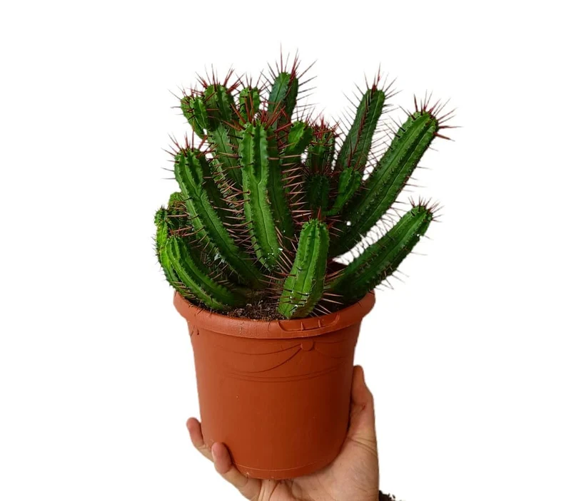 Euphorbia Enopla M17