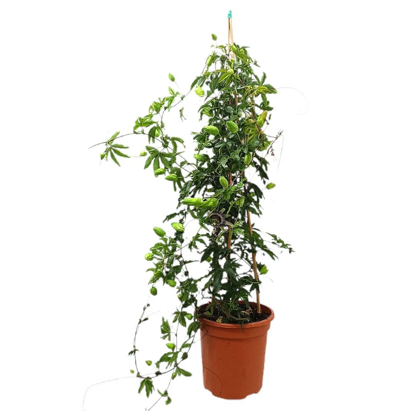 Passiflore Pyramide M24 100cm