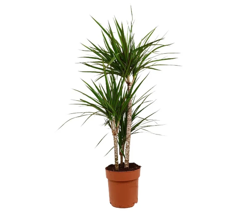 Dracaena Marginata 3 Troncs M21 100cm