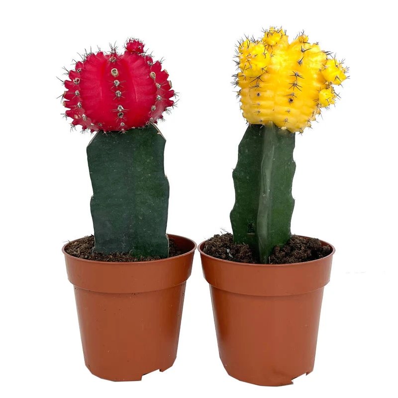 Cactus greffé Gymnocalycium Japon M8 20cm